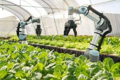 <b>园林植物配置与栽植服务</b>